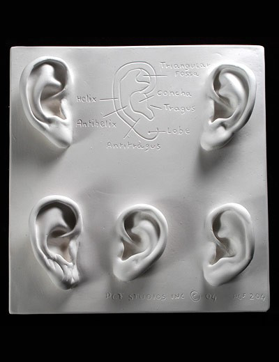 plaster ear art reference cast by Philippe Faraut