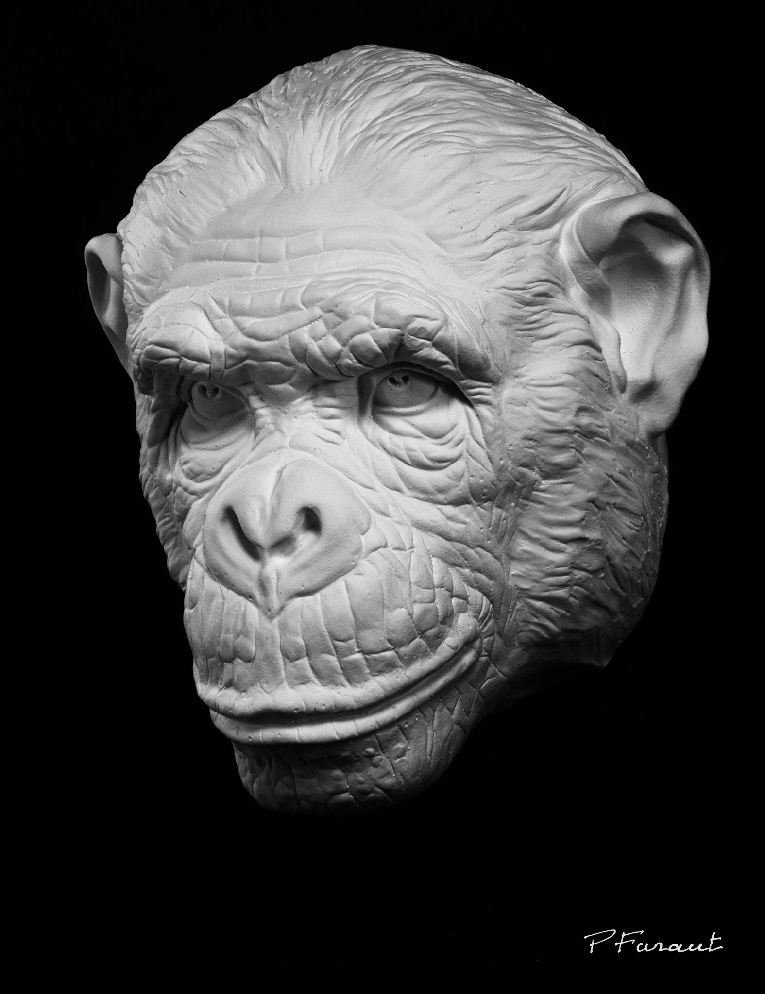 chimpanzee drawing cast, chimpanzee sculpture cast, chimpanzee mask, art reference cast, chimpanzee plaster cast for artist, chimpanzee, animal mask, animal reference anatomy, 3d animal reference