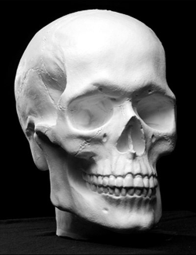 3d plaster human skull art reference cast by Philippe Faraut