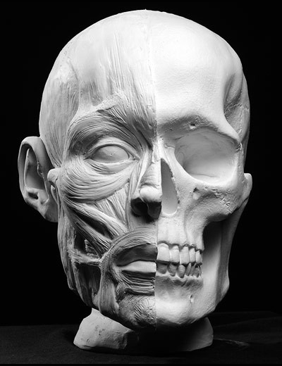 Half muscle/half skull human head plaster art reference cast by Philippe Faraut